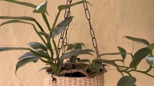 Philodendron hastatum / Silver Sword Philodendron: Care Guide, Sunlight, Propagation, Fertilization