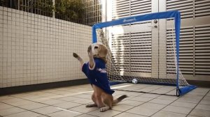 Джек рассел или бигль? | собака видеоблогер |