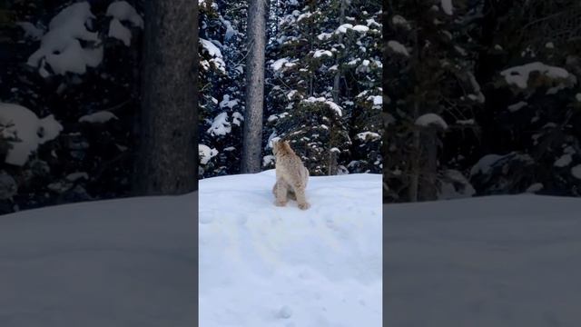 Рысь в заснеженном лесу