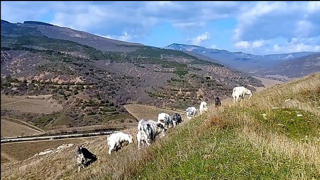 В горах пасутся козы. Судакский регион. Март.