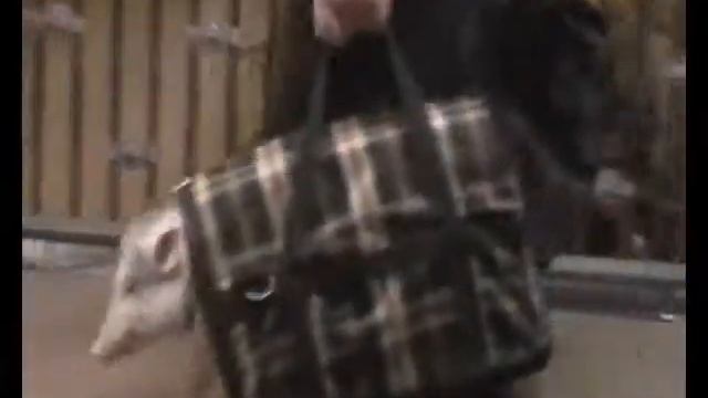 Животный мир московского метро \ Animals of the Moscow Metro смотреть онлайн