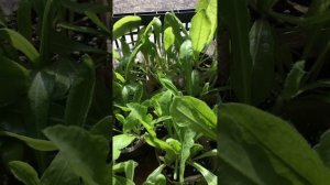 СТАТИЦА(сухоцвет)14.02.24 подкормка полив рассады