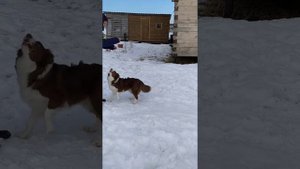 Бордер колли