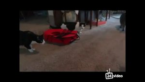 Коты в шоке. Смотреть до конца - ЖЕСТКИЙ РЖАЧ!