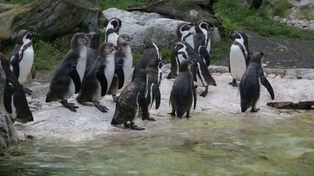 пингвины Гумбольдта смотреть онлайн