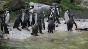 пингвины Гумбольдта