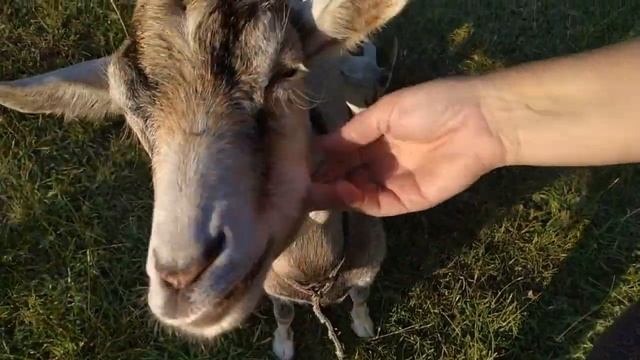 Мои дойные козы. смотреть онлайн