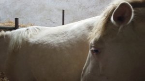 Мини-погрузчик Frontmen. Конный дворик АЛМАКАЙ