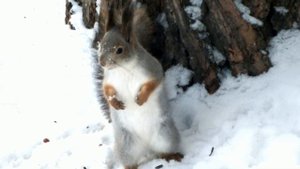 Белка прыгает по снегу\Squirrel jumps in the snow
