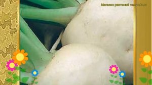 Дайкон Саша (Дайкон Sasha). Краткий обзор, описание характеристик, где купить семена Sasha