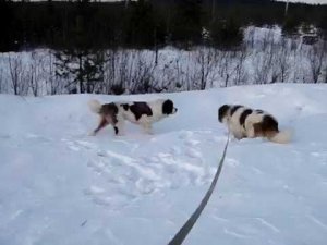 Московская сторожевая С.Л. Ангара и Орнелла из В.С. 2009 г.