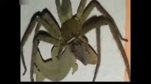 Огромный паук залез в дом. Spiders