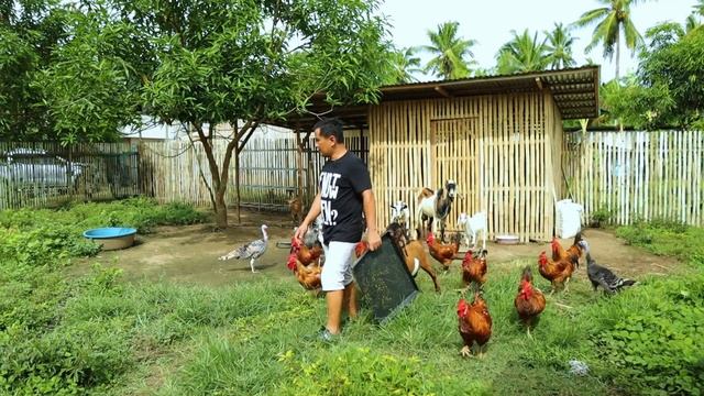 Amazing Azolla Plant Propagation - Check this Azolla Plant that saved me from these costly pellets смотреть онлайн