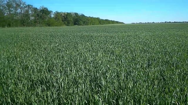 Обзор пшеницы,, юка,, на 24.05.20г смотреть онлайн