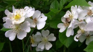 Роза мультифлора. Дачные картинки. Уникальный проект.