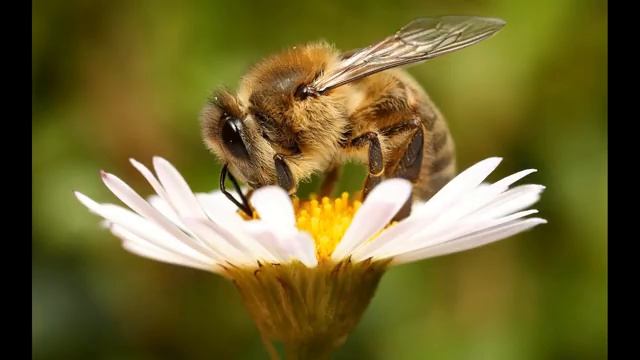Михаил Гращенко на канале Воронеж Пчеловодство смотреть онлайн