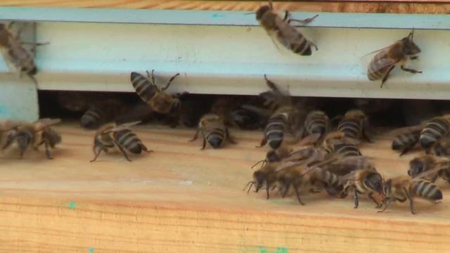 Профессор Кашковский: Можно ли делать фитомёд? смотреть онлайн