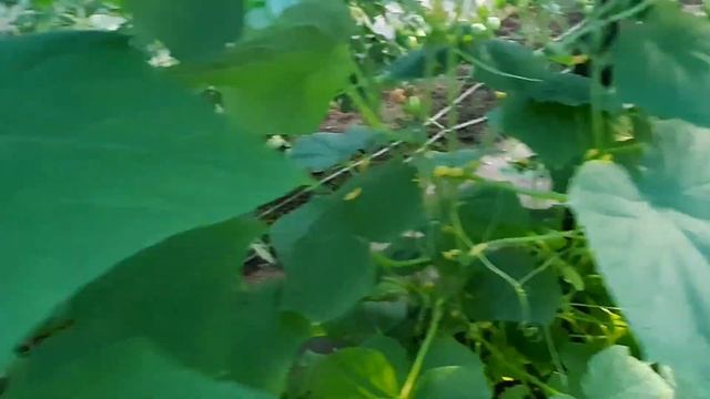 Урожай после обработки медным купоросом. Борьба с фитофторой. июль 2022 смотреть онлайн