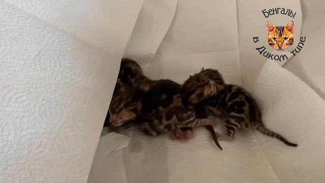 БЕНГАЛЬСКИЕ КОТЯТА, ЧИСТОКРОВНЫЕ