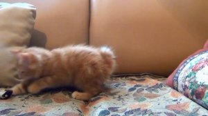 10 февраля Именины Домового. Кудесы. Традиции и приметы дня. Что делать в День рождения Домового