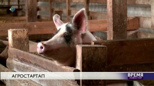 Агростартап