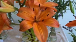 Lilium var. Fiamma