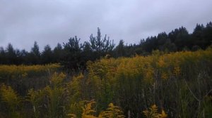 Золотарник поздний медонос. Ловушка для пчел не сработала. 13.08.2020.