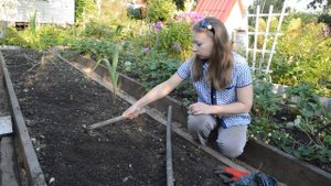 Посадка сидератов осенью:  зачем, когда и какие выбрать