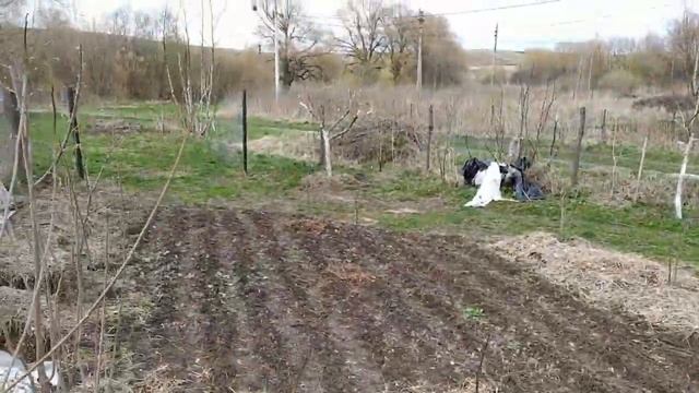 ГРЕЦКИЙ ОРЕХ . Сорт Чандлер , експерементальные посадки .