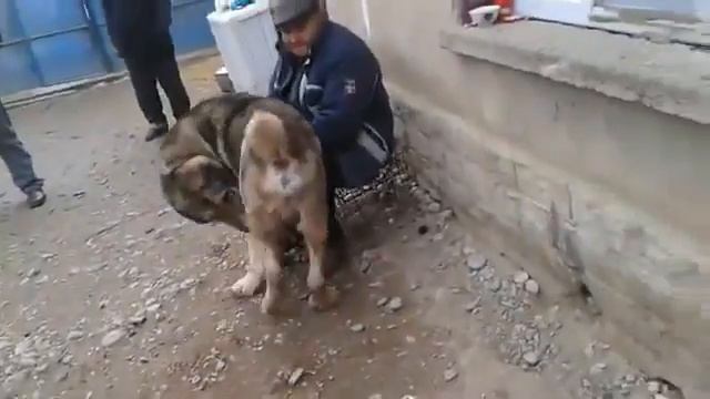 Большая Кавказская Овчарка.Спаривание Кавказских Овчарок.