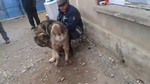 Большая Кавказская Овчарка.Спаривание Кавказских Овчарок.