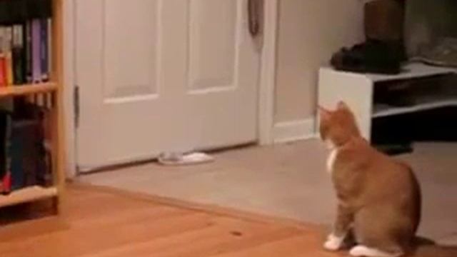 Кот и предмет женской гигиены смотреть онлайн