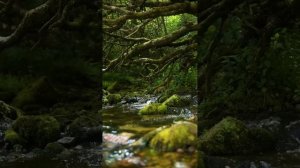 Музыка для сна: пение птиц и журчание ручья