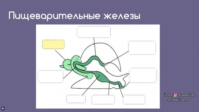 Тип Моллюски. Ароморфозы. Лекция и разбор заданий от Юрия Беллевича