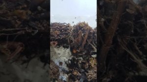 КОРНИ ПАПОРОТНИКА ДЛЯ ОРХИДЕЙ. ЗАГОТОВКА.