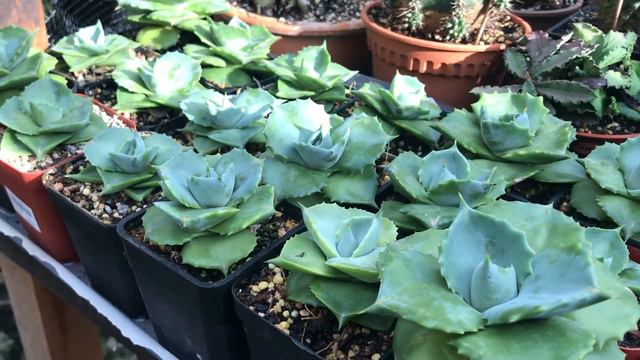 Little Spider on Agave Potatorum | nov20 смотреть онлайн