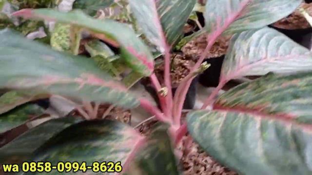 TANAMAN HIAS ANTHURIUM JEMIMA&BLACK BIUTY aglonema murah смотреть онлайн