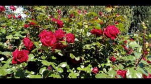 Пионы, розы, рододендрон в парке Айвазовское, весна 2020, Крым.mp4