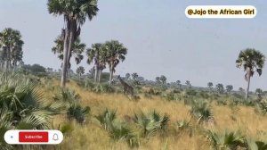 How is the Inside Of Murchison Falls National Park🇺🇬🤔😳//Animal Life#shortvideo #gamelive #ugand