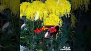 Ура. У нас родилась Внучка.