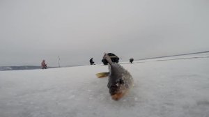 Зимняя рыбалка на Волге. Ловля волжских окуней горбачей на балансир