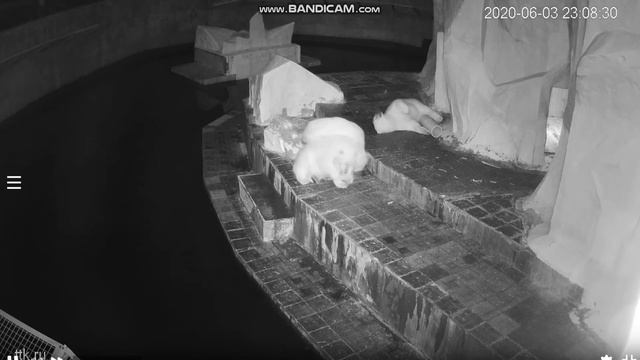 Медвежата разбудили ночью Герду 03.06.2020 смотреть онлайн