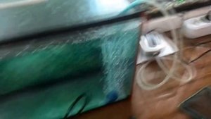 Выведение антипара из аквариума