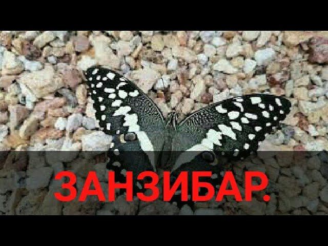 Ручная африканская бабочка и голодные котики. Занзибар 2021. Пляж Кендва.