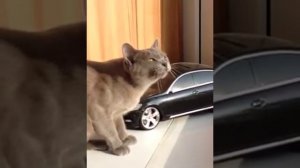 Кошка общается с птицами