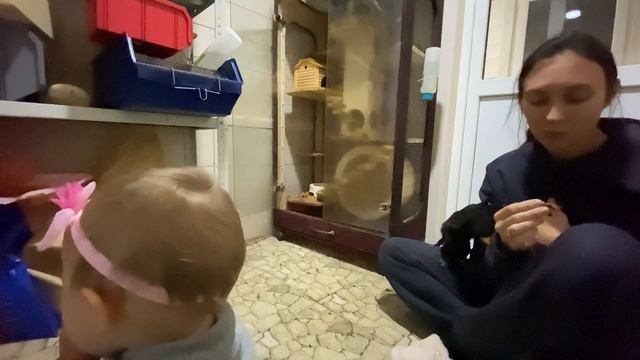 ТАМАРИНЫ СТАЛИ СОВСЕМ РУЧНЫМИ / Первое кормление хомяков живым кормом
