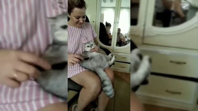 #SHORT ПРИЧЕСКА ДЛЯ КОТА ?АХ КРАСОТА КАКОВА КРАСОТА.CМЕШНОЕ ВИДЕО ДОМАШНИЕ ЖИВОТНЫЕ
