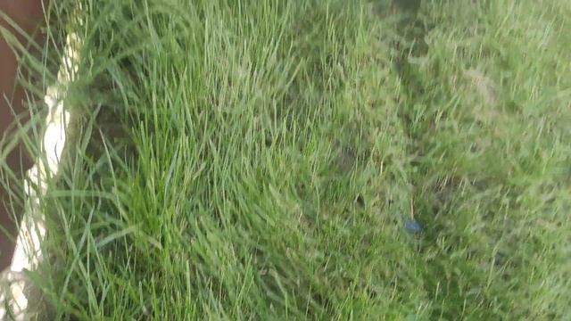 ? Робот газонокосилка Ambrogio- TECH Line L20 и узкий проезд.