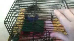 Что делать если хомяк чешется?