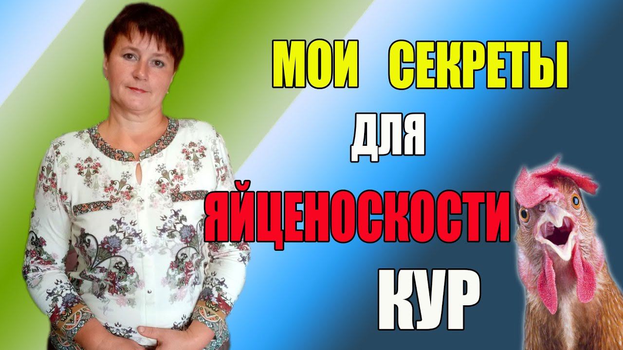Мои секреты для яйценоскости кур